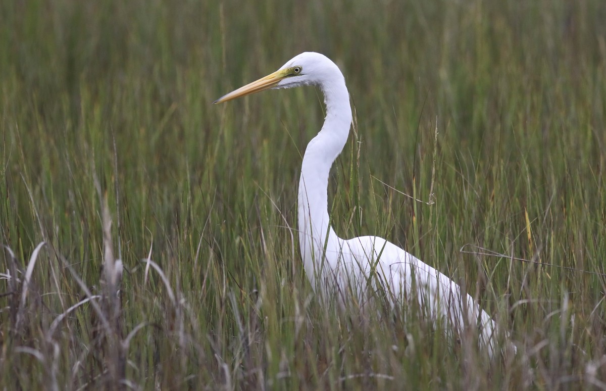 Great Egret - ML642734487