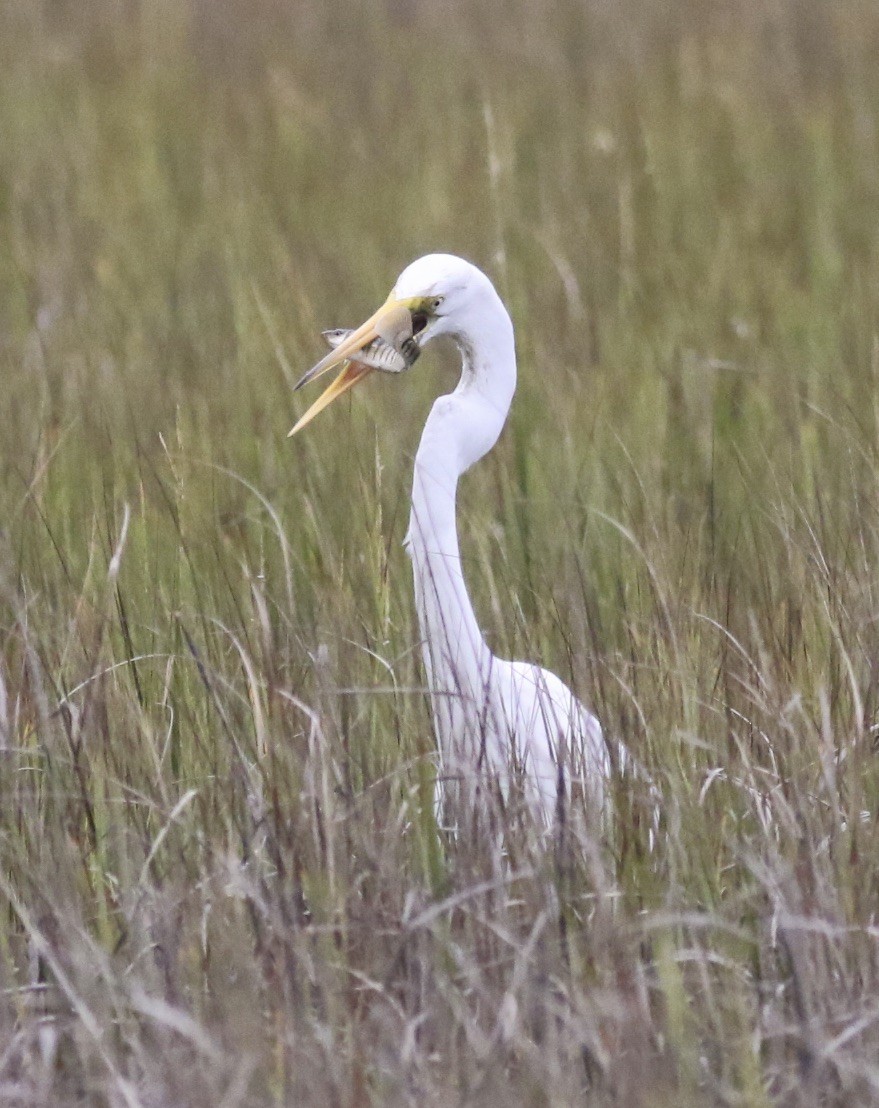 Great Egret - ML642734488