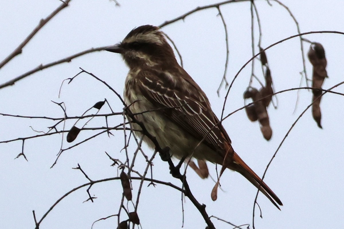 Variegated Flycatcher - ML642734496