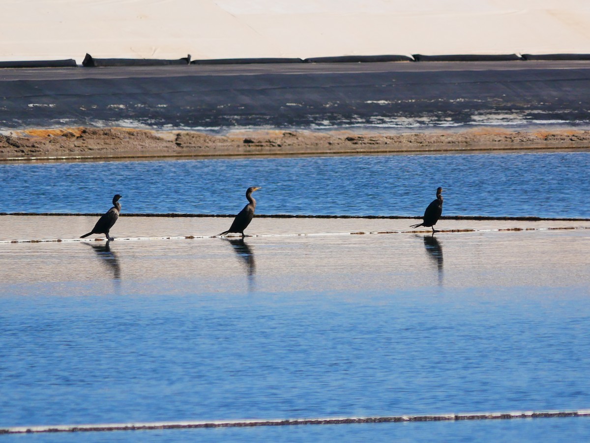 Double-crested Cormorant - ML642734498