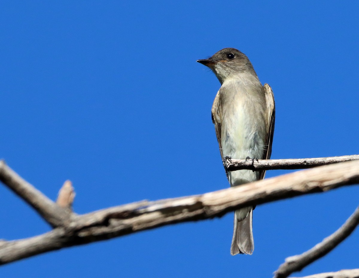 Western Wood-Pewee - ML642734503