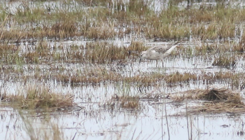 Wilson's Phalarope - ML642734504