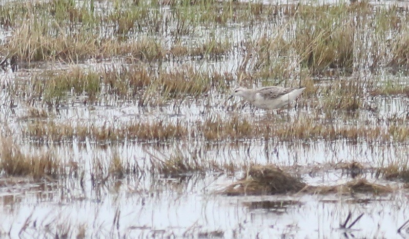 Wilson's Phalarope - ML642734505
