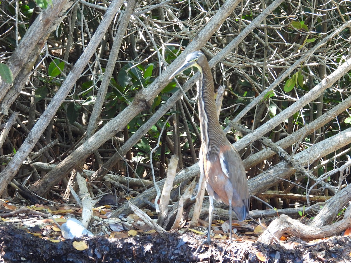Bare-throated Tiger-Heron - ML642734508