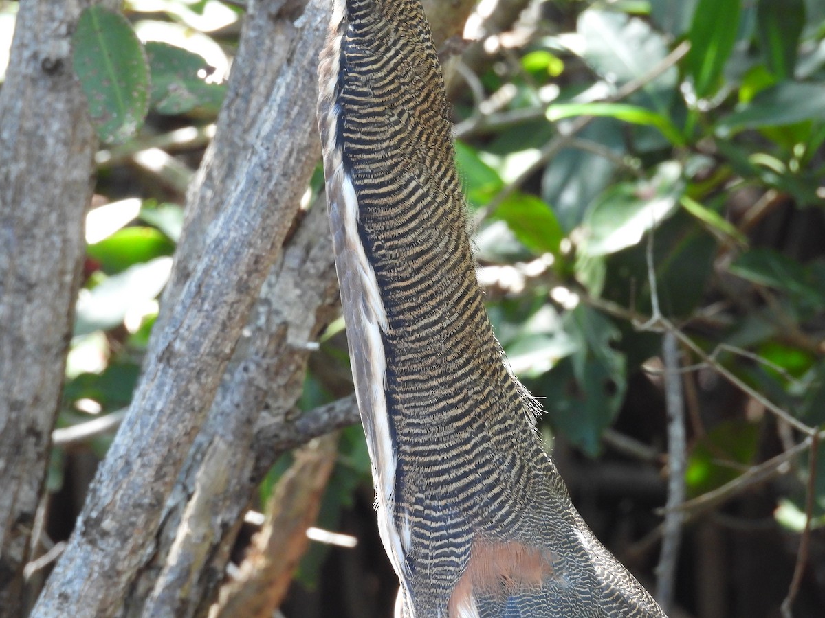 Bare-throated Tiger-Heron - ML642734509