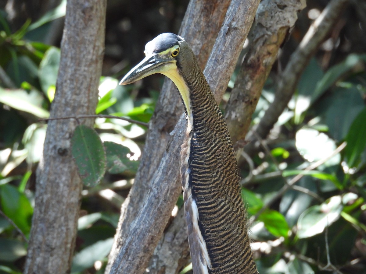 Bare-throated Tiger-Heron - ML642734510