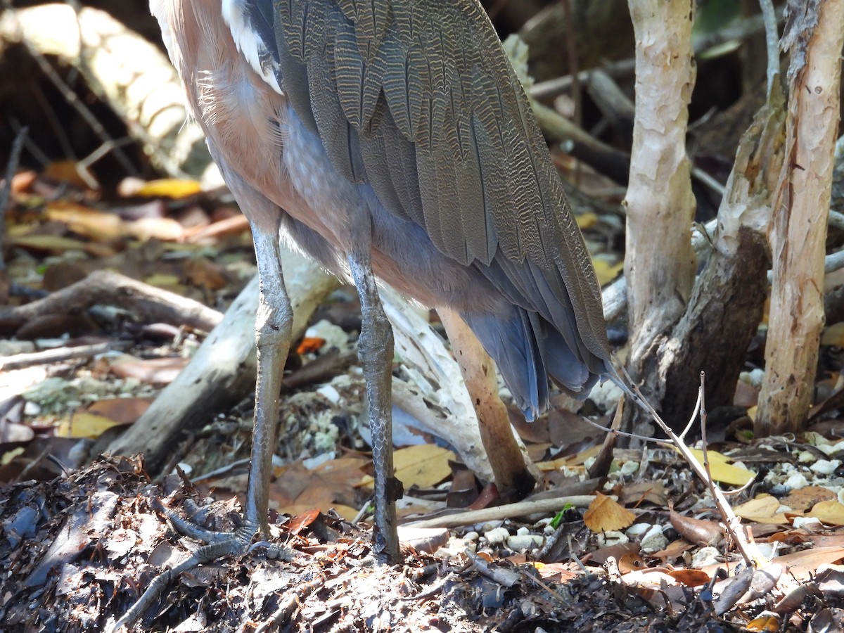 Bare-throated Tiger-Heron - ML642734511