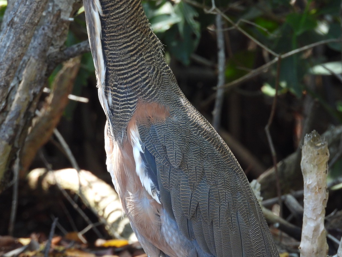 Bare-throated Tiger-Heron - ML642734513