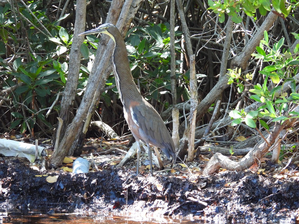 Bare-throated Tiger-Heron - ML642734514