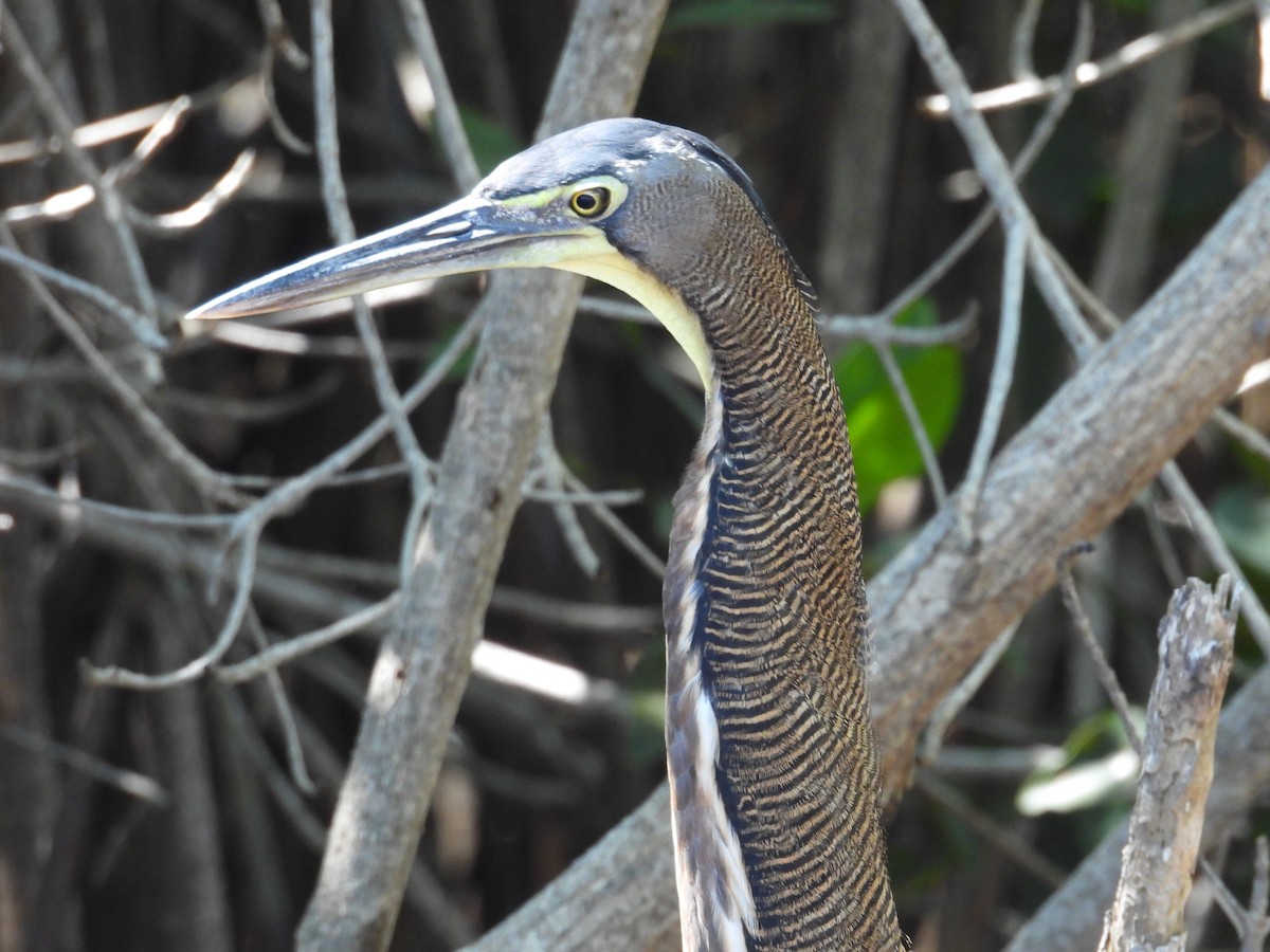 Bare-throated Tiger-Heron - ML642734515