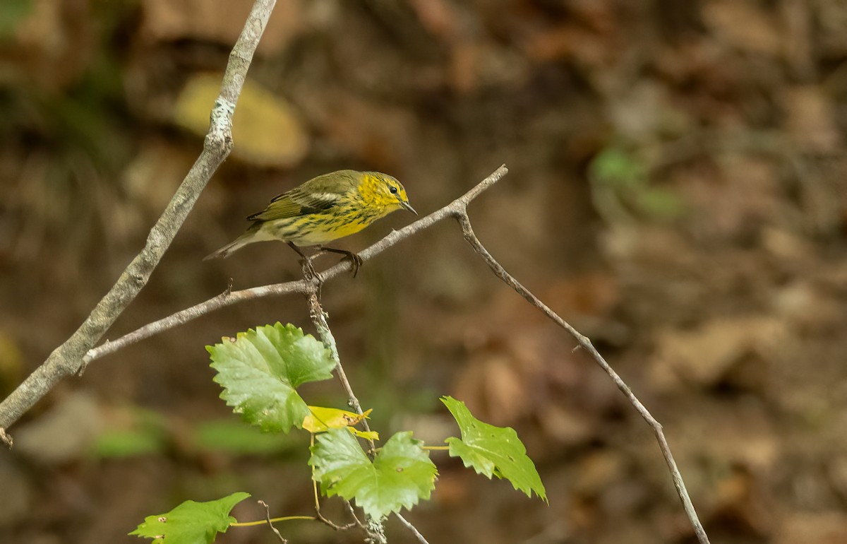 Cape May Warbler - ML642734532