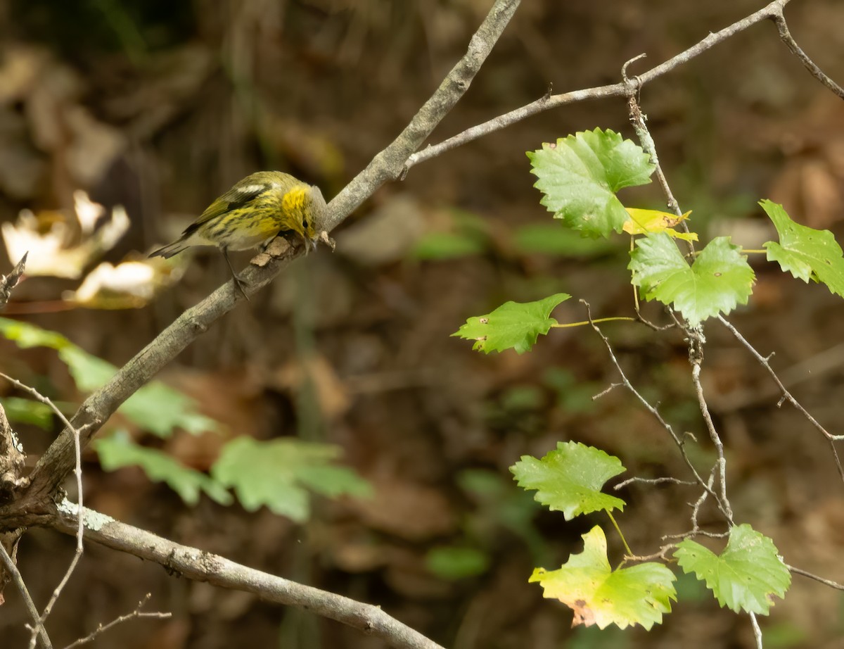 Cape May Warbler - ML642734534