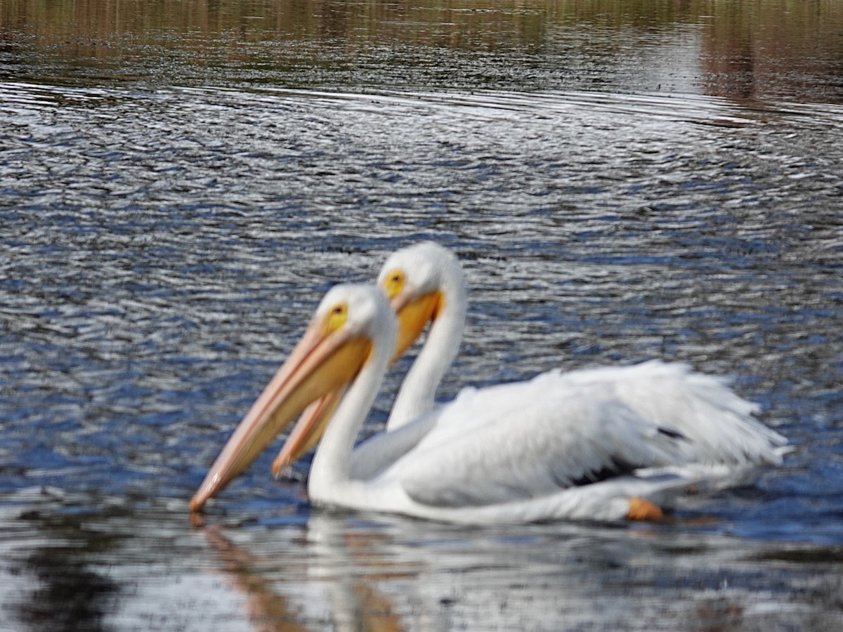 American White Pelican - ML642734536