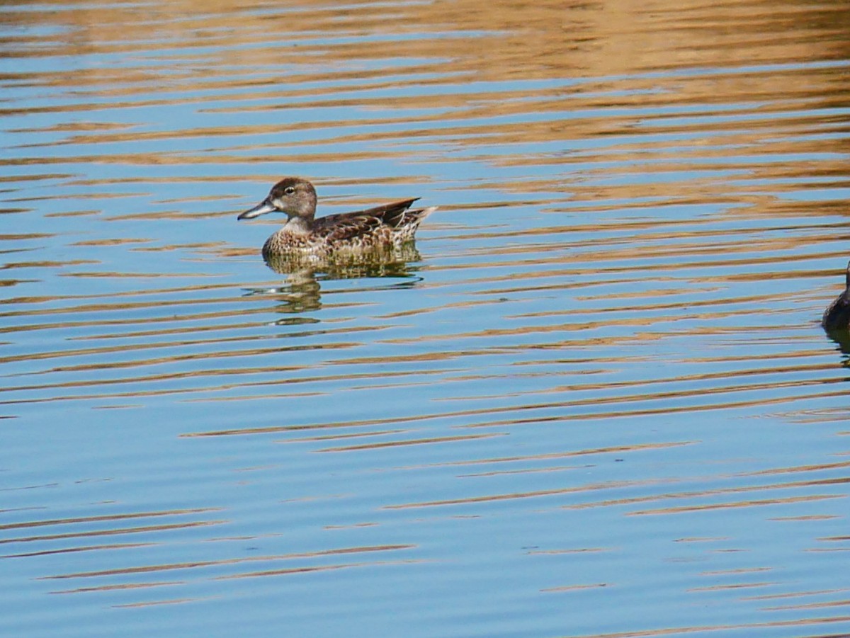 Green-winged Teal - ML642734549