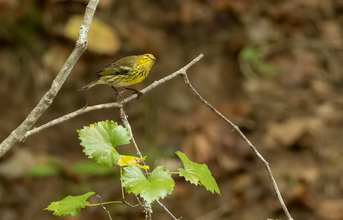 Cape May Warbler - ML642734553