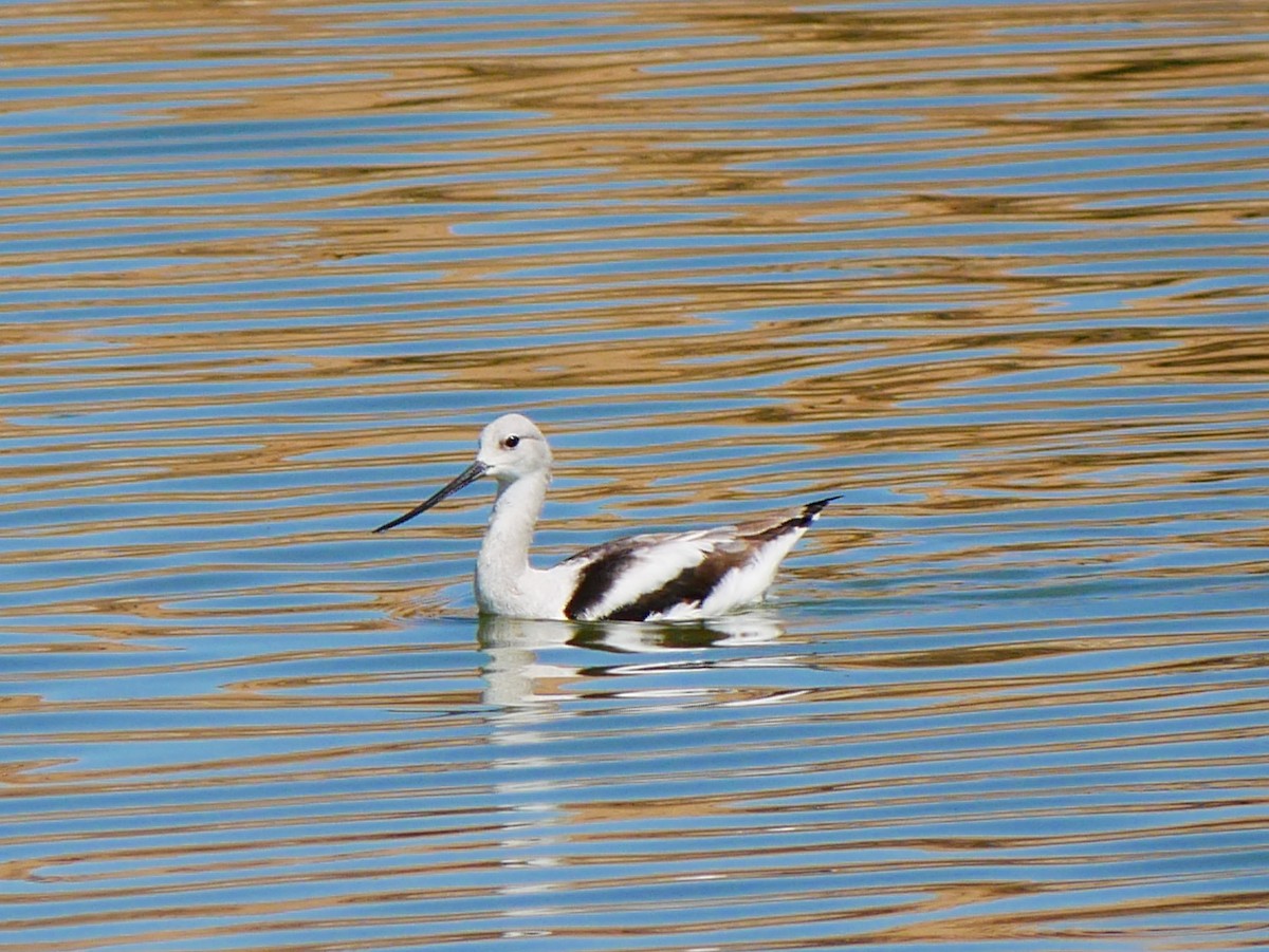 American Avocet - ML642734557