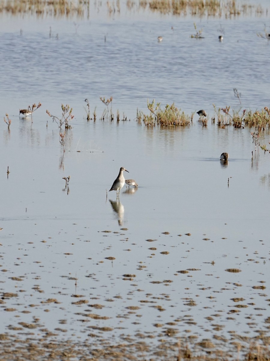 Stilt Sandpiper - ML642734566