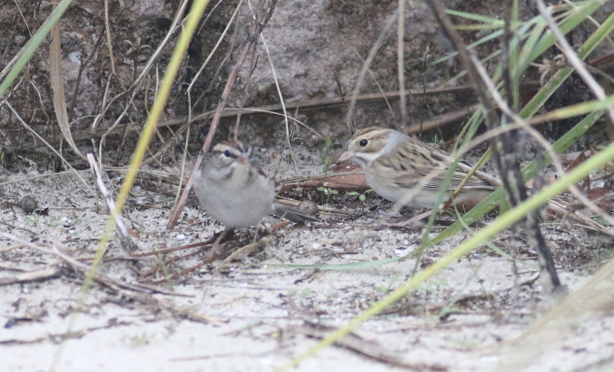 Clay-colored Sparrow - ML642734583