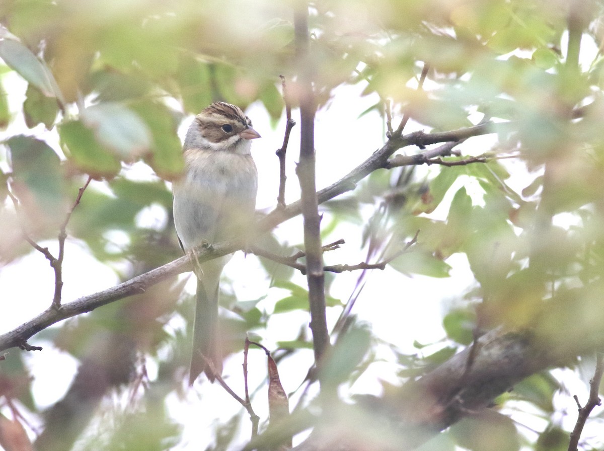 Clay-colored Sparrow - ML642734591