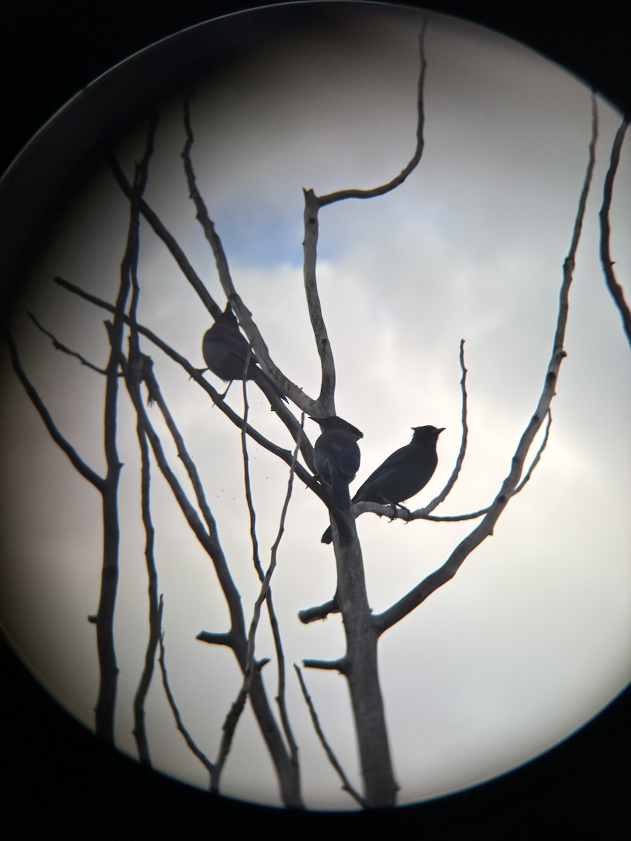 Steller's Jay - ML642734606