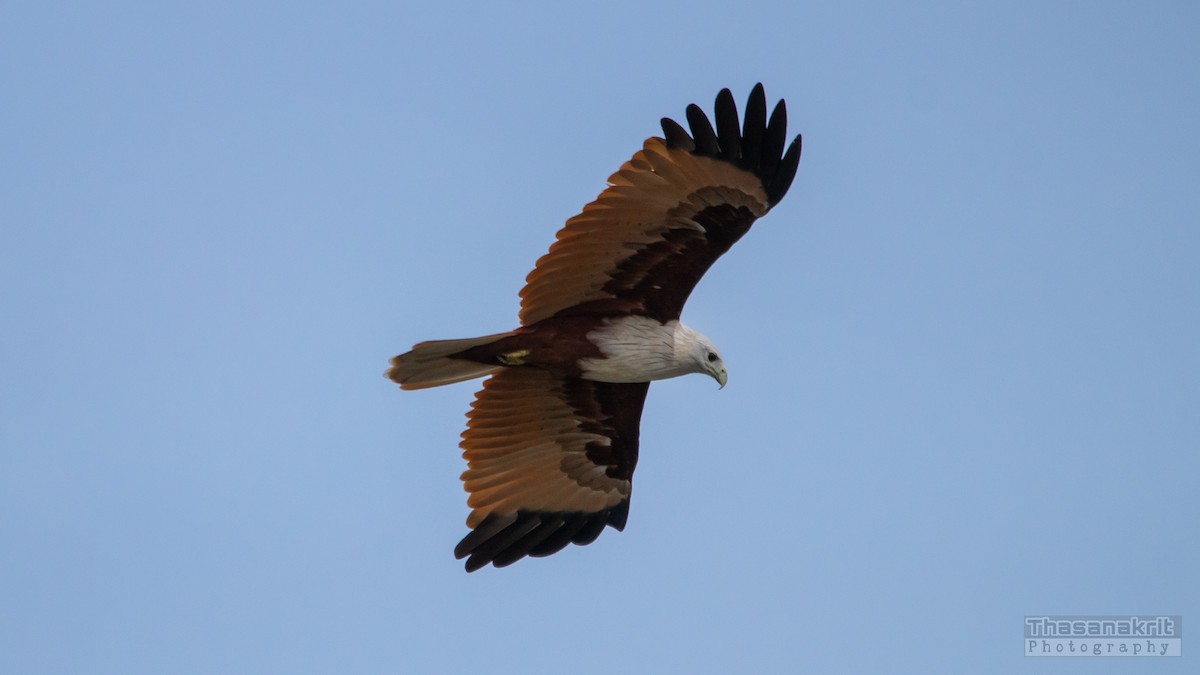 Brahminy Kite - ML642734607