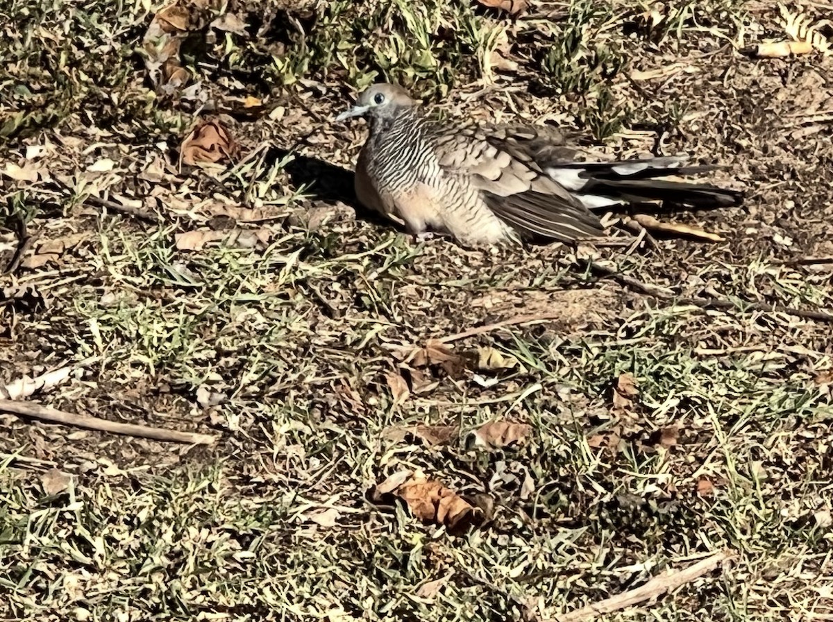 斑馬鳩 - ML642734608