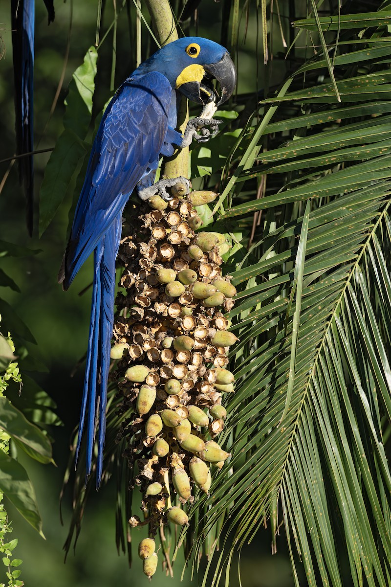 Hyacinth Macaw - ML642734660