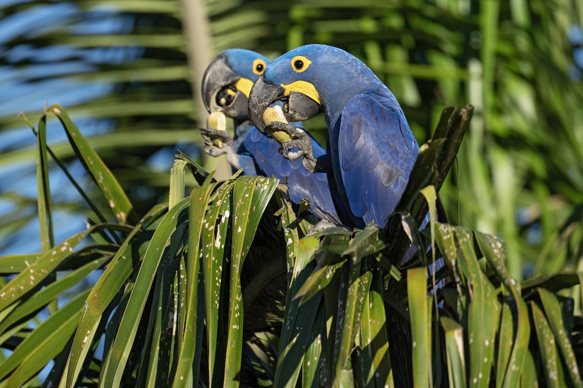Hyacinth Macaw - ML642734661