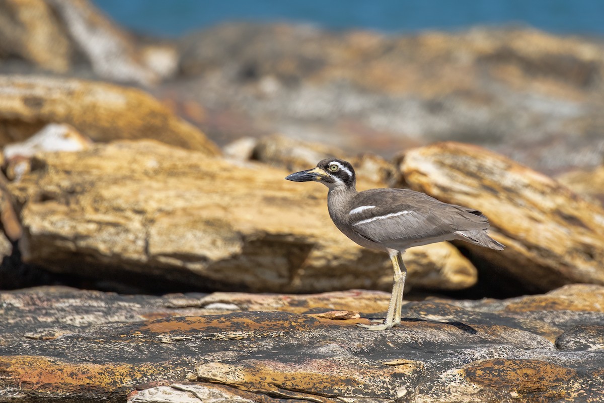 Beach Thick-knee - ML642734662