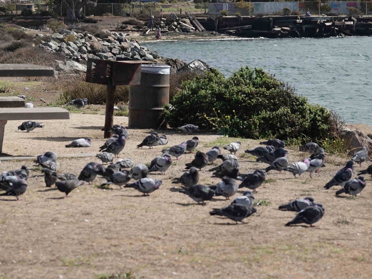 Rock Pigeon (Feral Pigeon) - ML642734676
