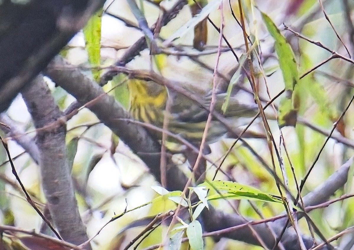 Cape May Warbler - ML642734682