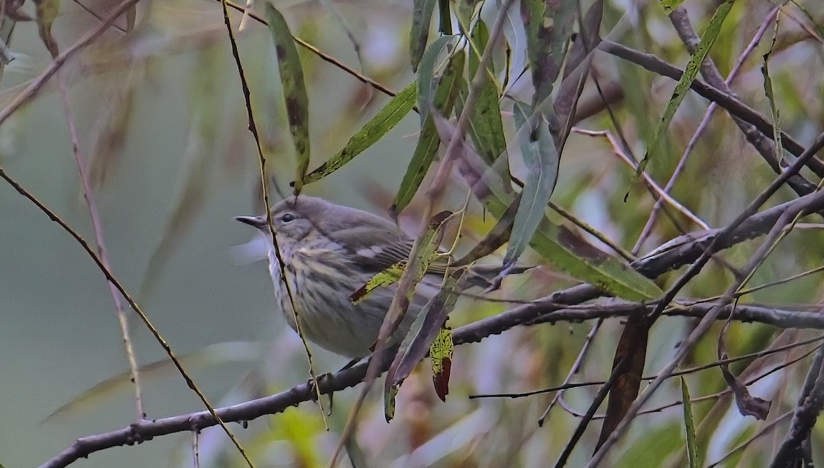 Cape May Warbler - ML642734683