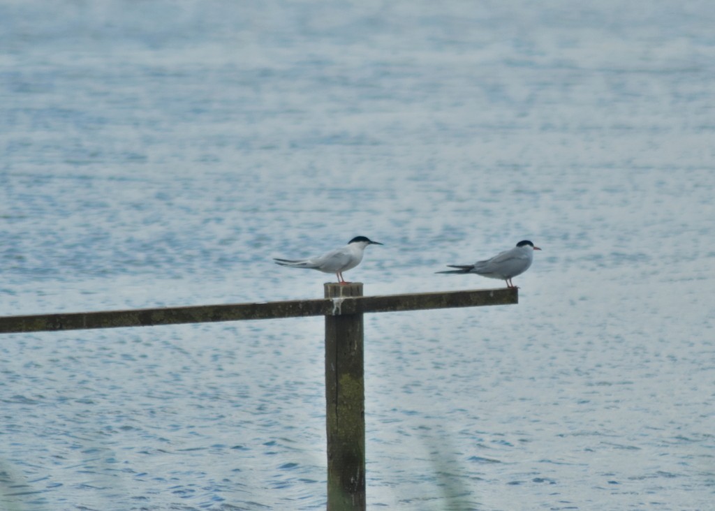 Roseate Tern - ML642734687