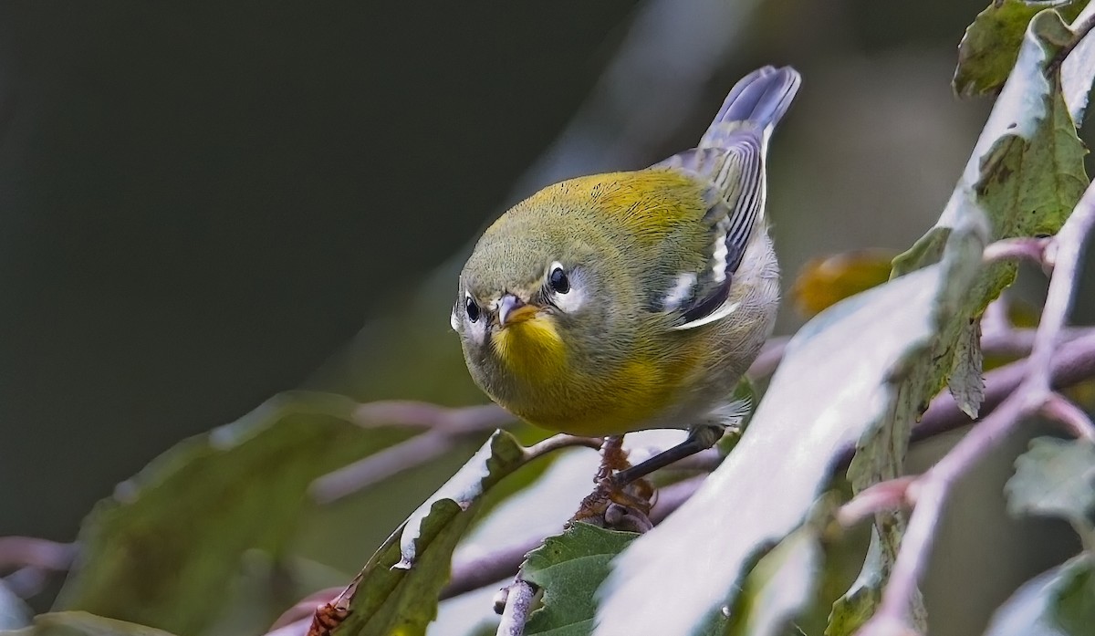Northern Parula - ML642734690