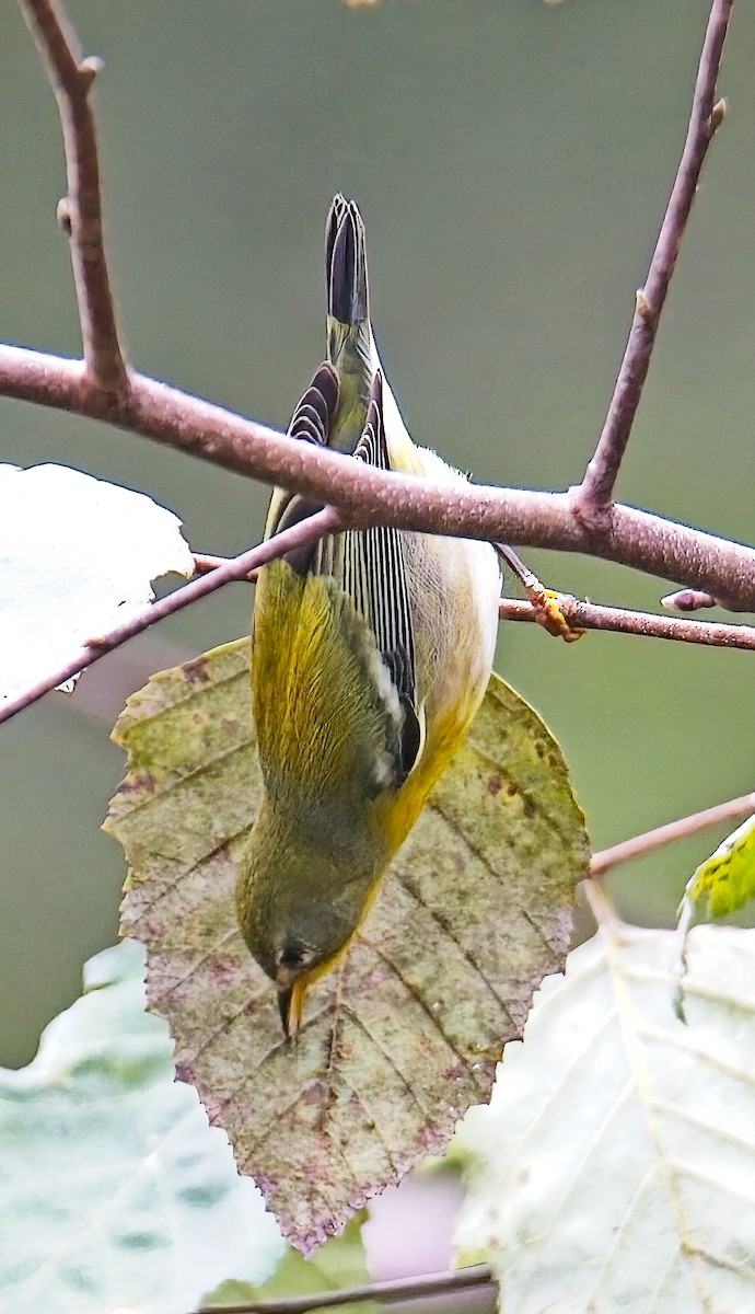 Northern Parula - ML642734691