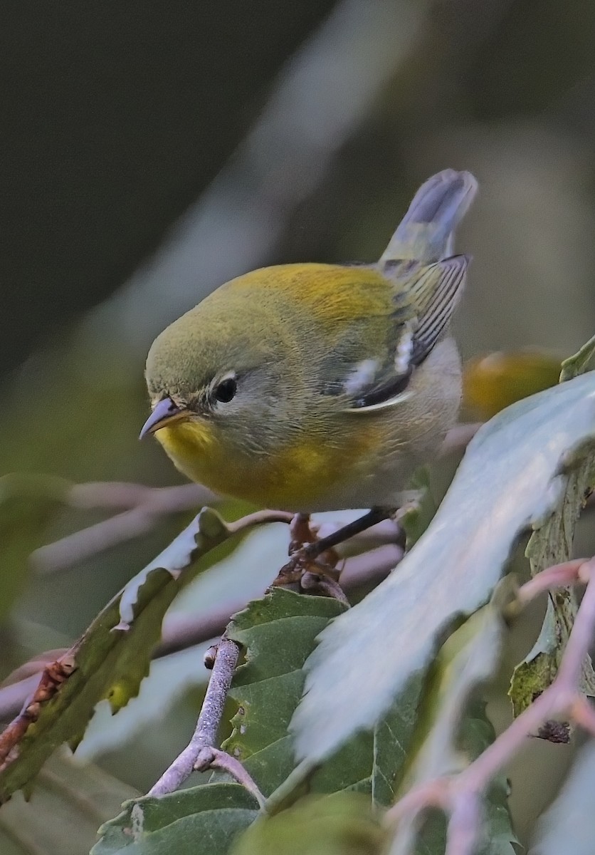 Northern Parula - ML642734692