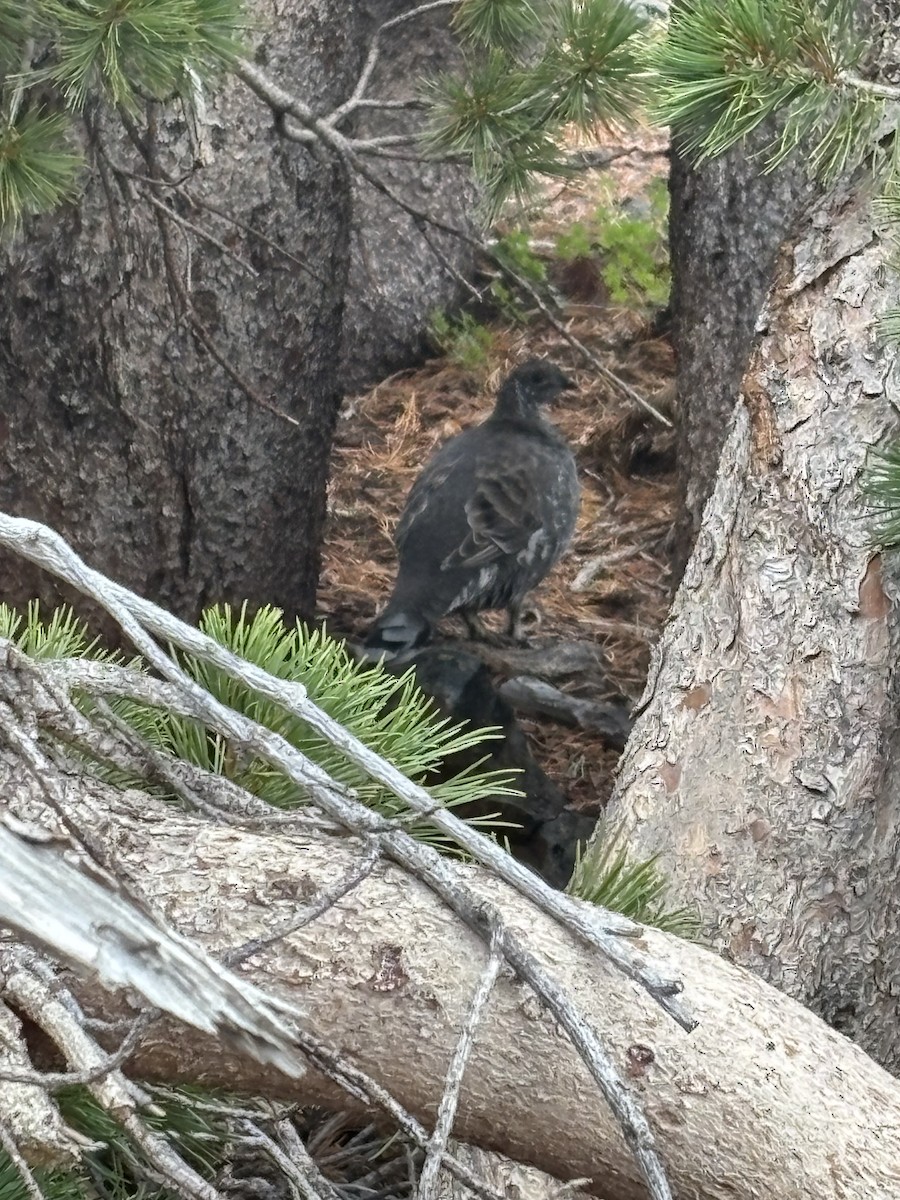 Sooty Grouse - ML642734694