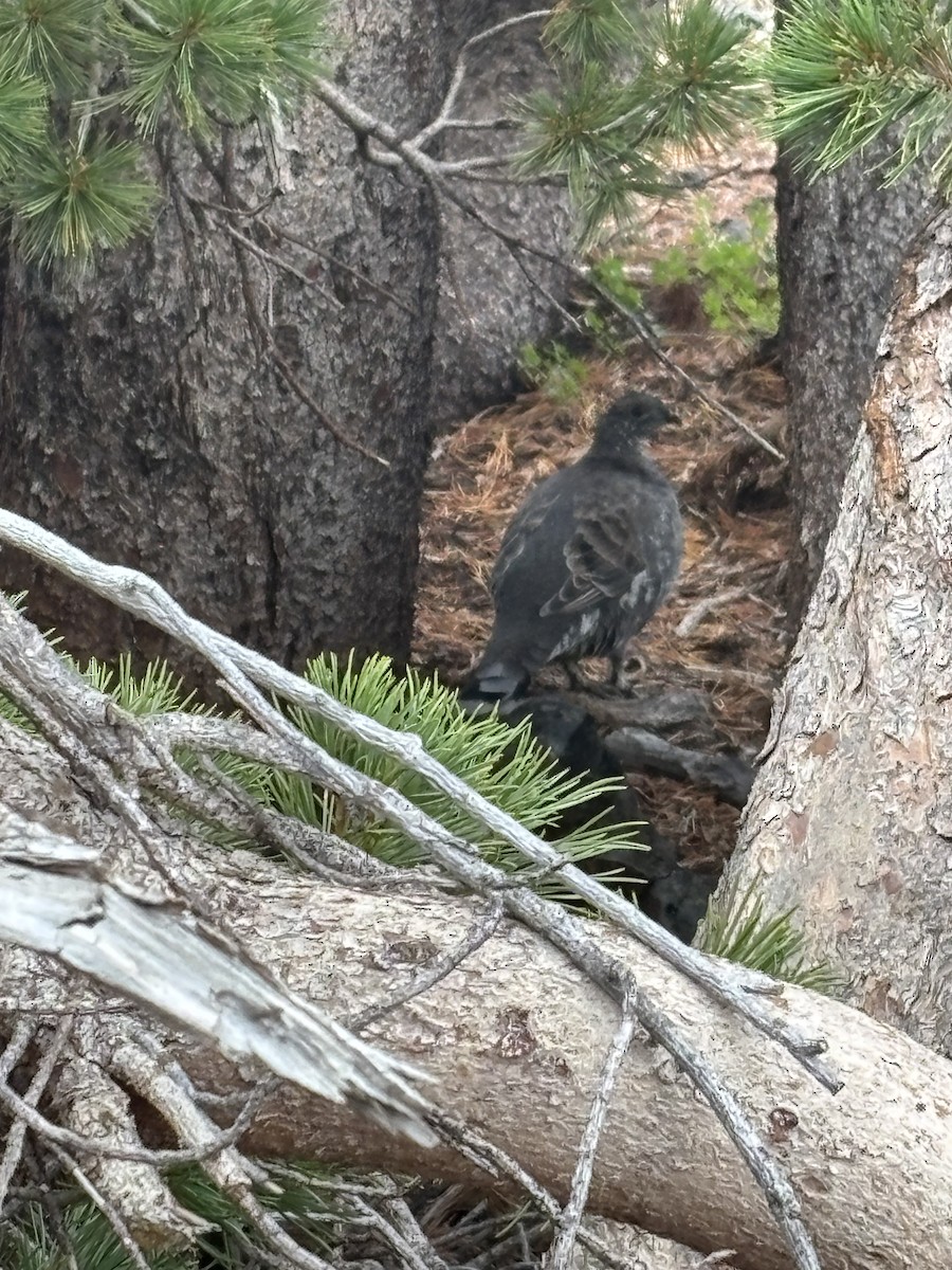 Sooty Grouse - ML642734695