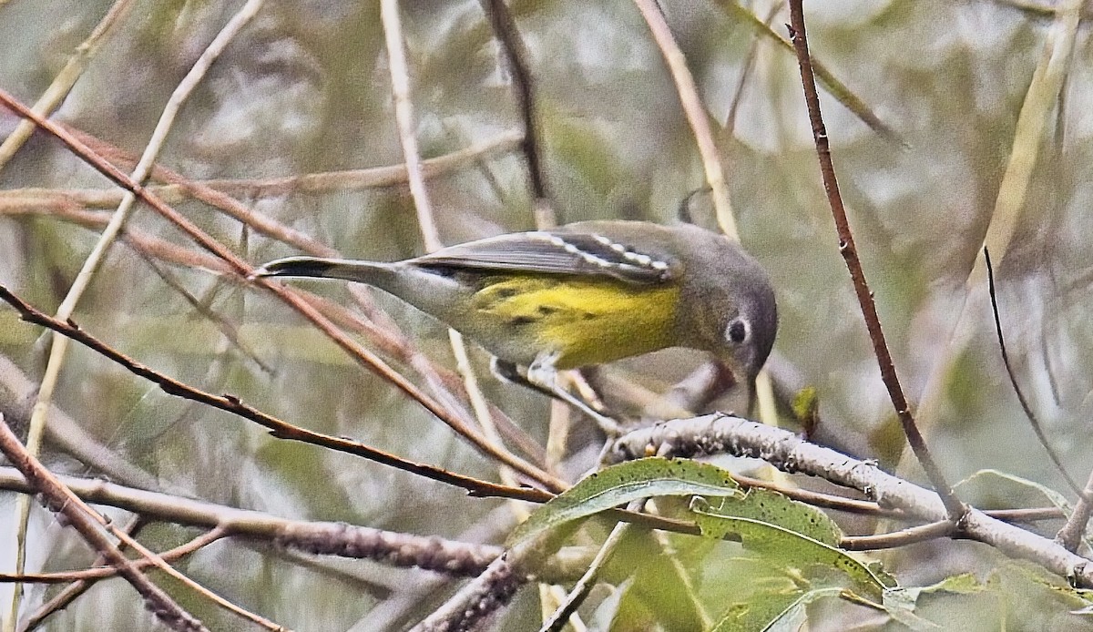 Magnolia Warbler - ML642734707