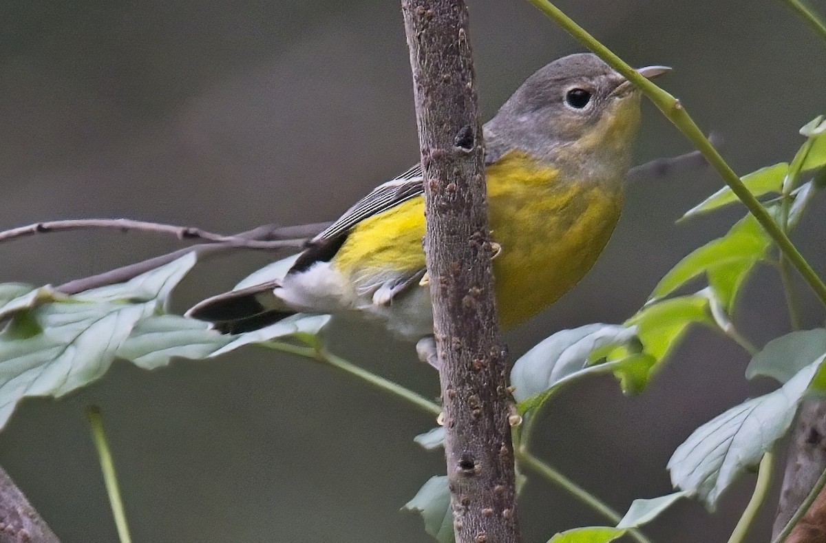 Magnolia Warbler - ML642734708
