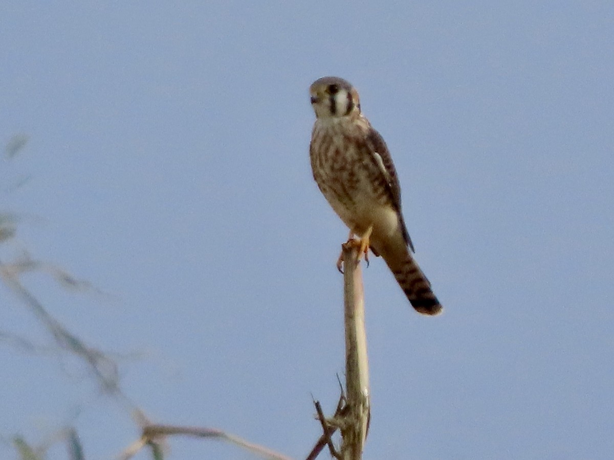 American Kestrel - ML642734718