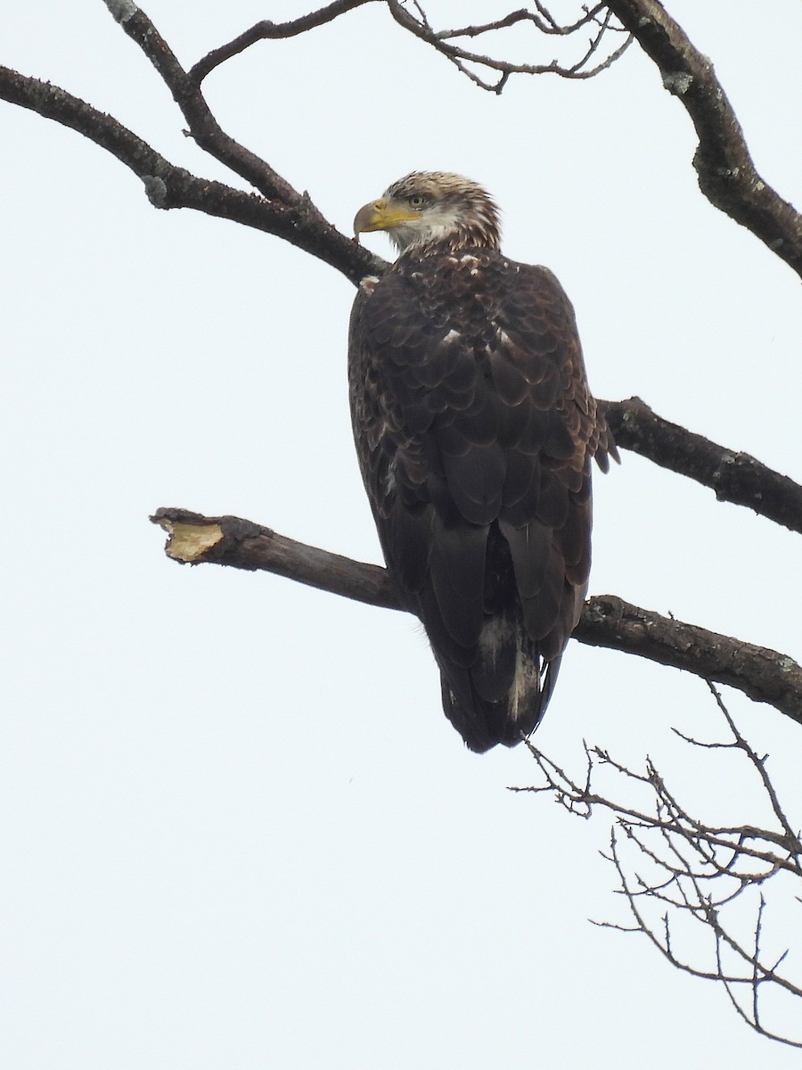 Bald Eagle - ML642734723