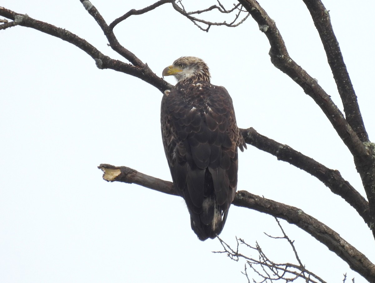 Bald Eagle - ML642734724