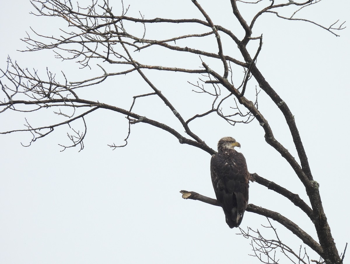 Bald Eagle - ML642734725