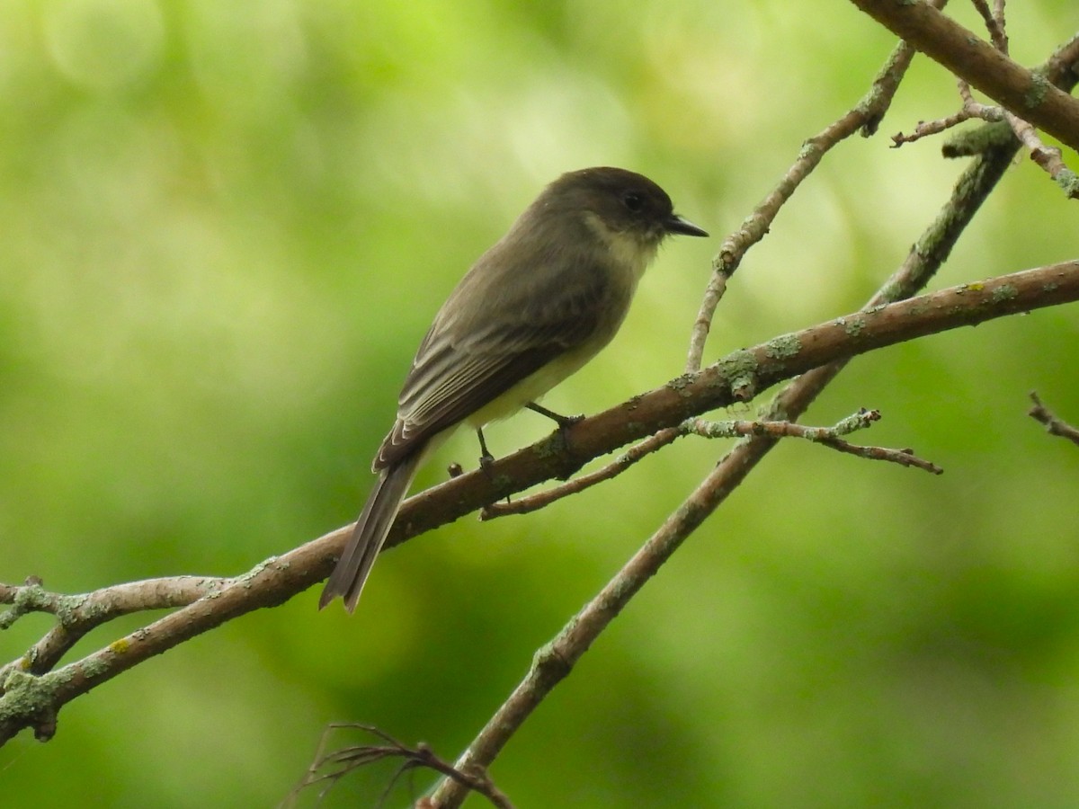 Eastern Phoebe - ML642734747