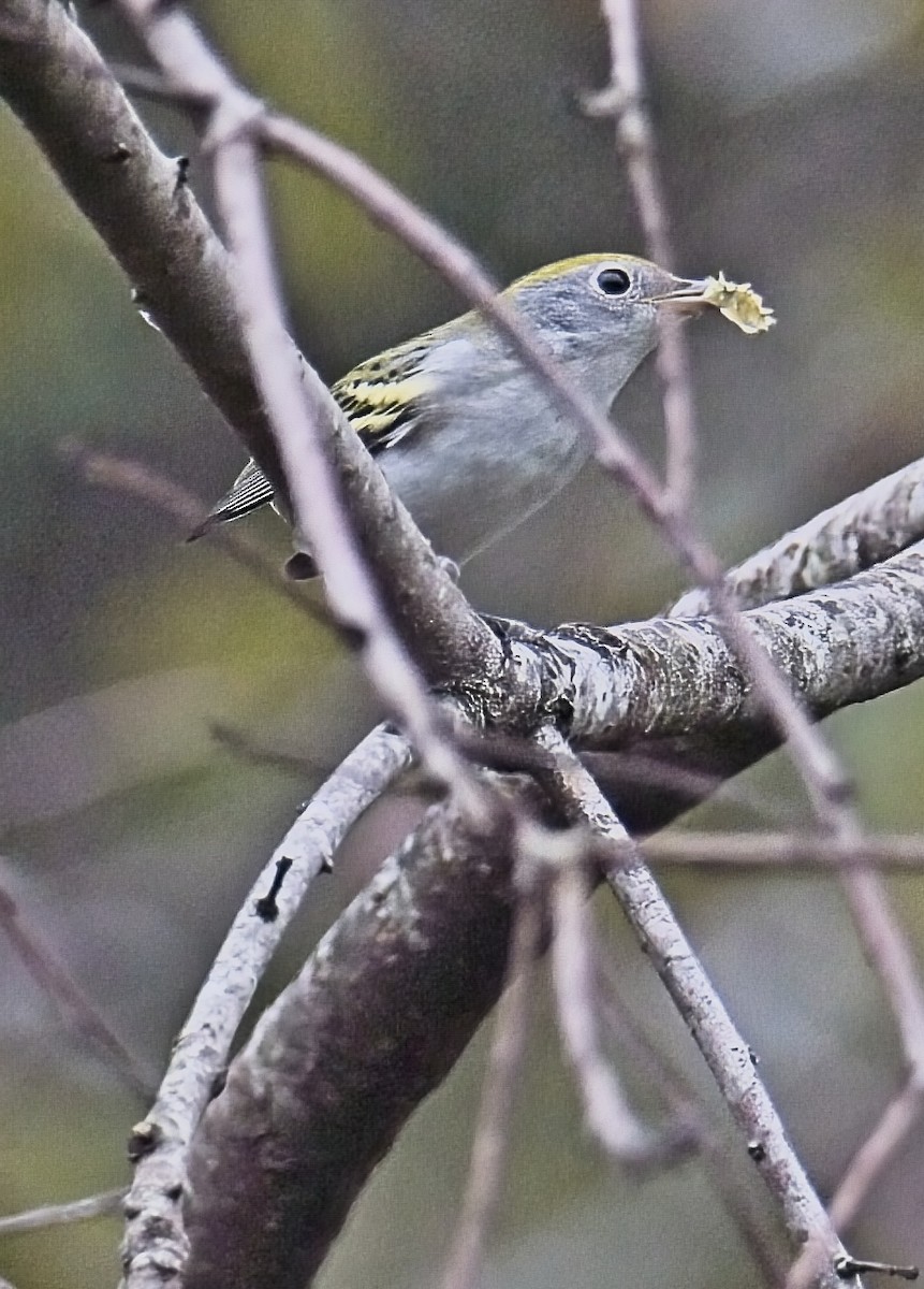 Chestnut-sided Warbler - ML642734751