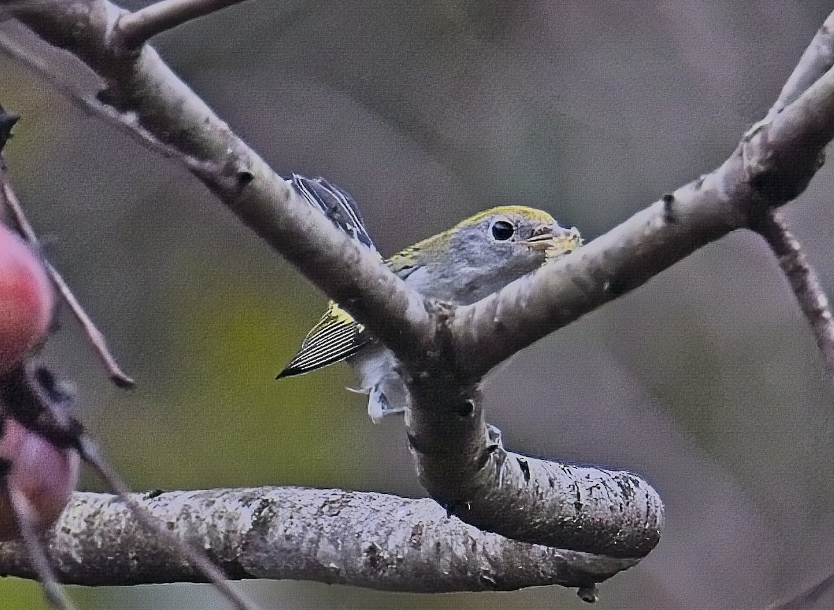 Chestnut-sided Warbler - ML642734753