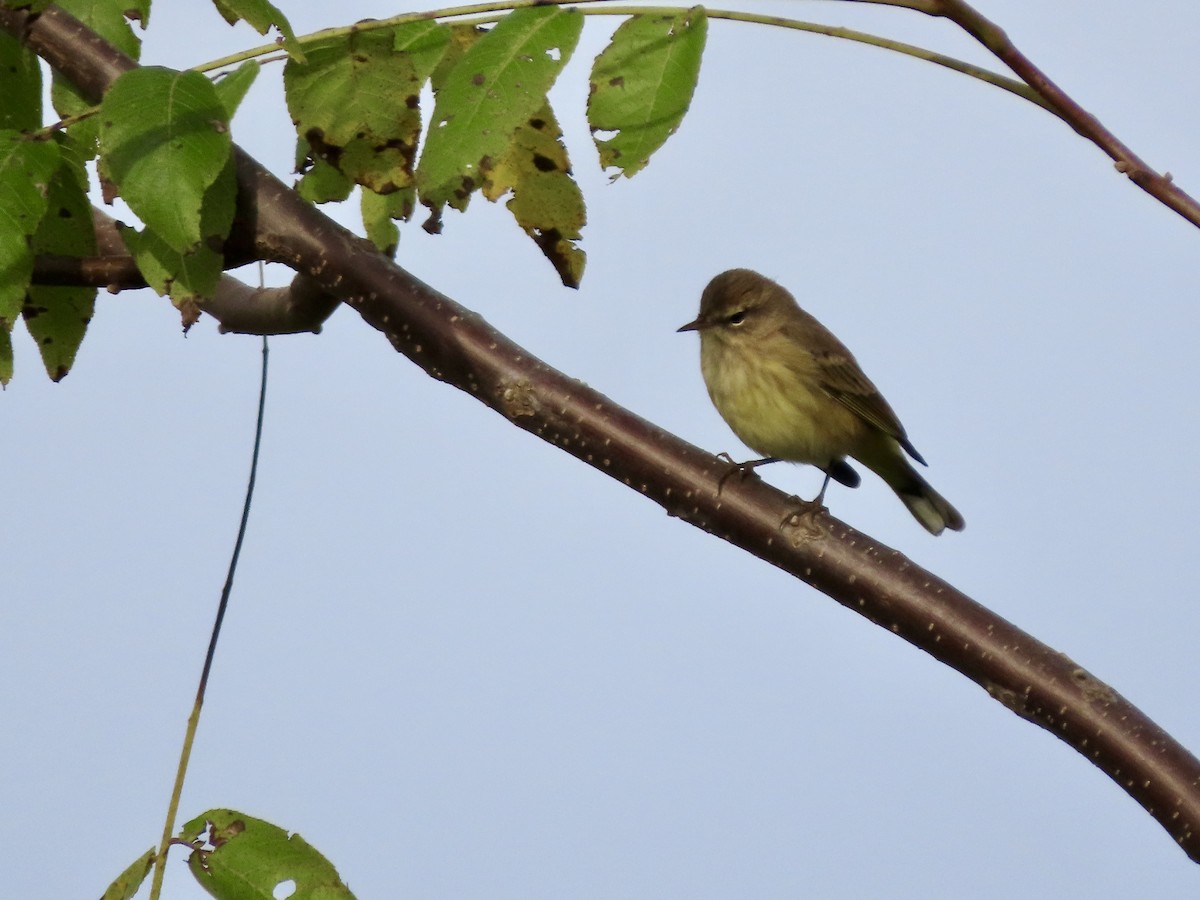 Palm Warbler - ML642734768