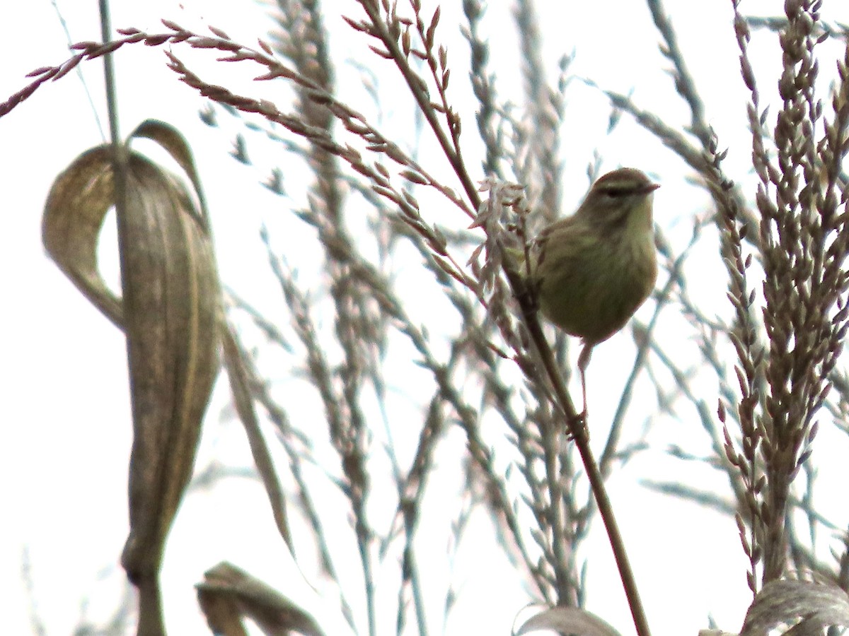 Palm Warbler - ML642734769