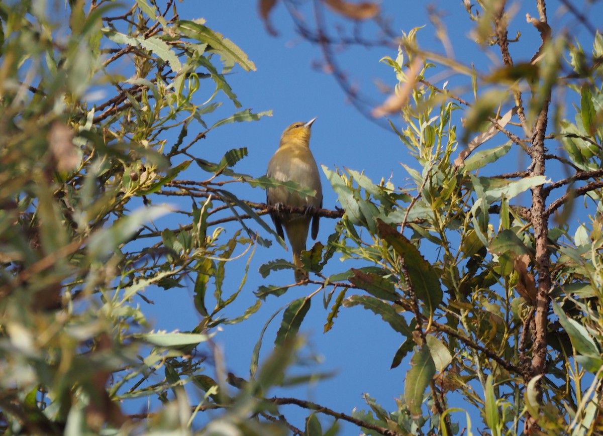 Bullock's Oriole - ML642734770